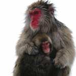 Japanese Macaque high definition wallpapers