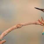 Kingfisher wallpapers for android