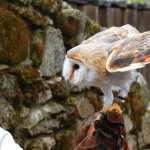 Barn Owl free