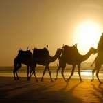 Camel PC wallpapers