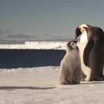 Emperor Penguin pics