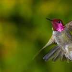Hummingbird download wallpaper