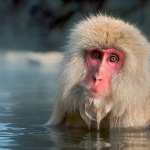Japanese Macaque desktop