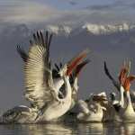 Pelican pics