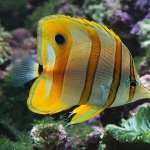 Butterflyfish new wallpapers