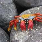 Crab hd desktop