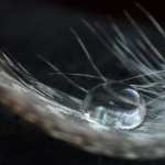 Feather Photography free wallpapers