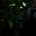 Gorilla new photos