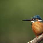 Kingfisher wallpapers