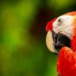 Macaw new wallpapers