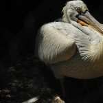 Pelican widescreen