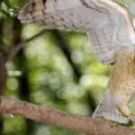 Barn Owl pics
