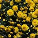 Chrysanthemum free download