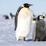 Emperor Penguin free download