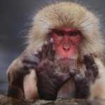 Japanese Macaque free