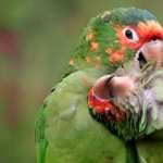 Macaw new photos