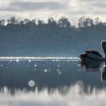 Pelican background