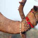 Camel pic