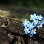 Forget-Me-Not photos