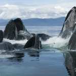 Humpback Whale pics