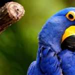 Hyacinth Macaw widescreen