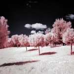 Infrared Photography images