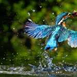 Kingfisher high definition wallpapers