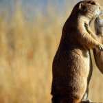 Prairie Dog wallpapers for iphone