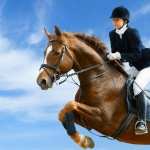 Show Jumping new wallpapers
