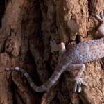 Tokay Gecko desktop wallpaper