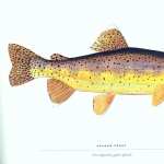 Trout download wallpaper