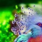 Victoria Crowned Pigeon new wallpapers