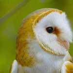 Barn Owl widescreen