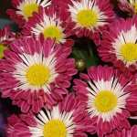 Chrysanthemum wallpapers for android