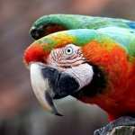 Macaw wallpapers hd