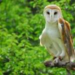 Barn Owl download