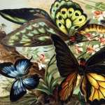 Butterfly Artistic new wallpapers