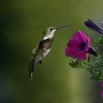 Hummingbird images