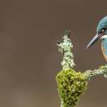 Kingfisher images