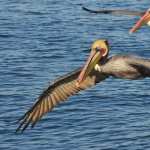 Pelican new photos