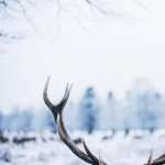 Antler Photography new wallpapers