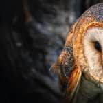 Barn Owl wallpapers for android
