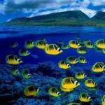 Butterflyfish wallpapers