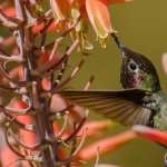 Hummingbird desktop wallpaper