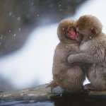 Japanese Macaque high definition photo