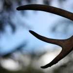 Antler Photography high definition photo