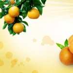 Apricot wallpaper