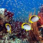 Butterflyfish free wallpapers