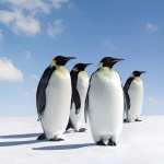 Emperor Penguin 1080p
