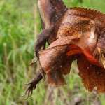 Frilled-neck Lizard PC wallpapers